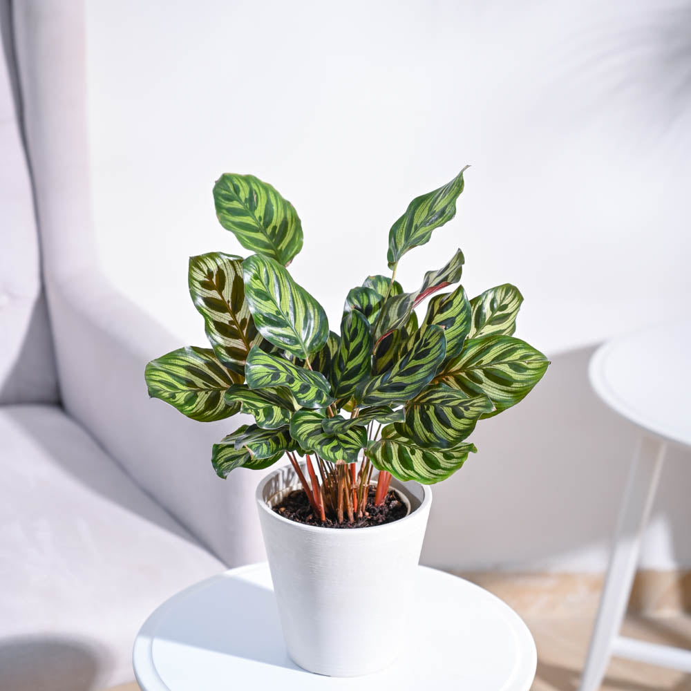 peacock plant care indoors Peacock Plant – Ugaoo