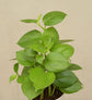 Peperomia Green Plant Gift Hamper