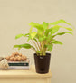 Philodendron Ceylon For Environment Day Gifting