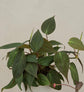 Philodendron Micans Plant For Environment Day Gifting
