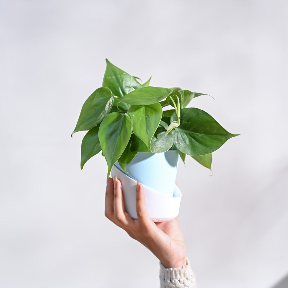philodendron oxygen Buy Philodendron Oxycardium Green Plant | Safe home delivery