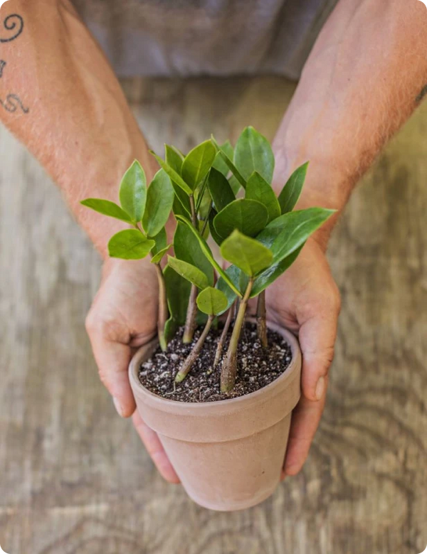 Happy planter