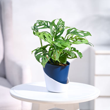Buy Broken Heart Plant - Symbolic Indoor Beauty