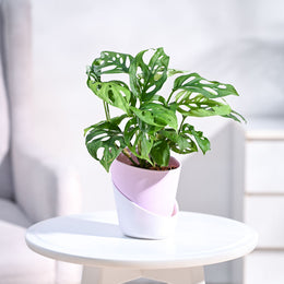 Buy Broken Heart Plant - Symbolic Indoor Beauty