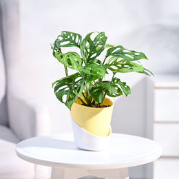 Buy Broken Heart Plant - Symbolic Indoor Beauty