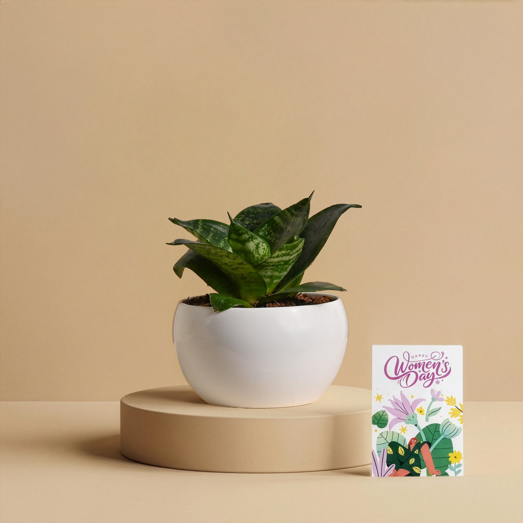Women’s Day Resilience Plant Gift – Snake Plant