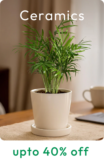 Collection-list-image