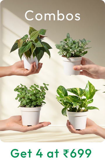 Collection-list-image