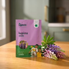Lupins Seeds