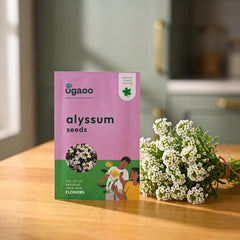 Alyssum Seeds