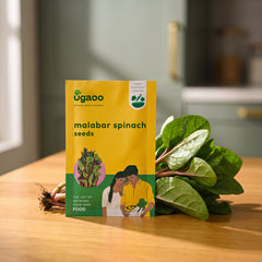 Malabar Spinach Seeds (Poi Saag)