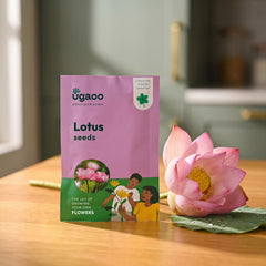 Lotus Seeds