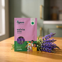 Salvia Blue Seeds