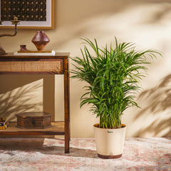 Areca Palm Plant XL