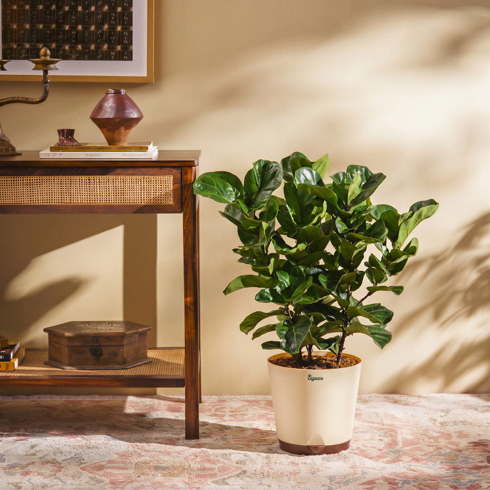 Ficus Lyrata Bambino -XL