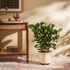 Ficus Lyrata Bambino -XL
