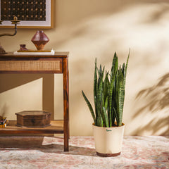 Sansevieria Zeylanica - XL