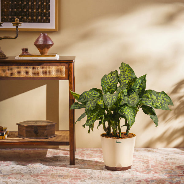 Dieffenbachia Cheetah Plant - XL