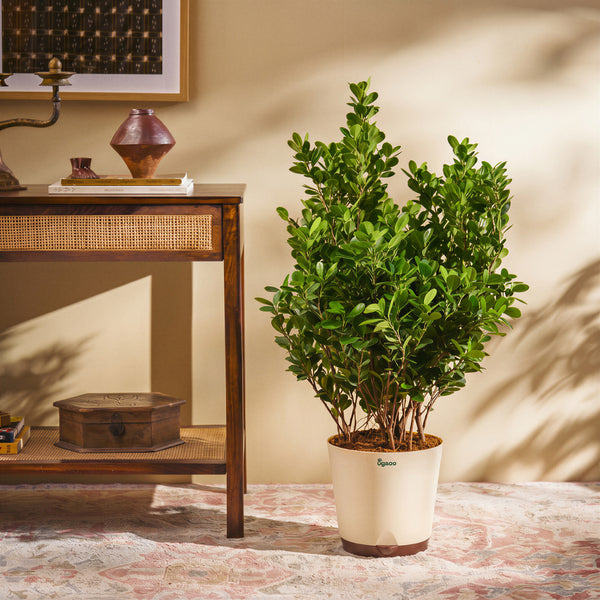 Ficus Moclame Plant - XL