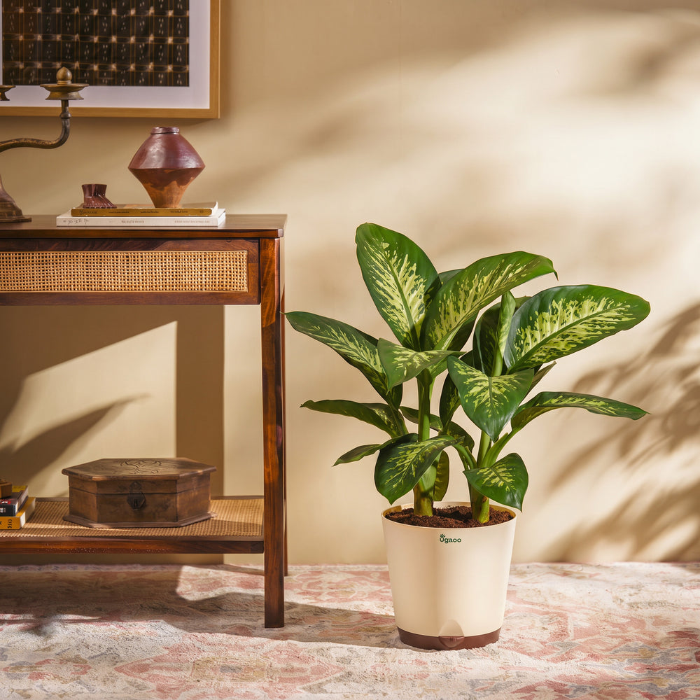 Dieffenbachia Tropic Snow Plant - XL