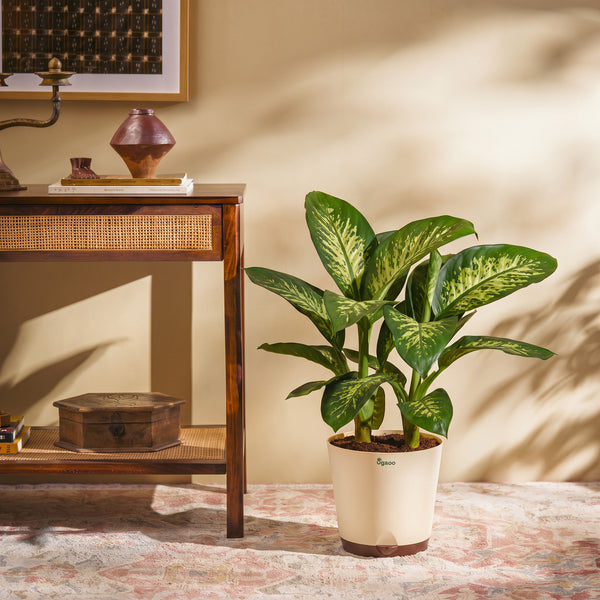 Dieffenbachia Tropic Snow Plant - XL