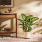 Dieffenbachia Tropic Snow Plant - XL