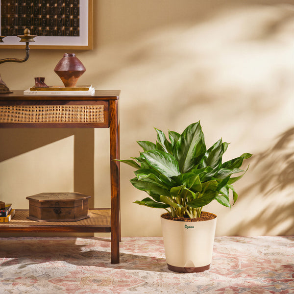 Aglaonema Manila Beauty - XL