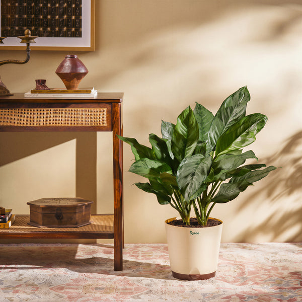 Aglaonema Dove Plant - XL