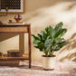 Aglaonema Dove Plant - XL
