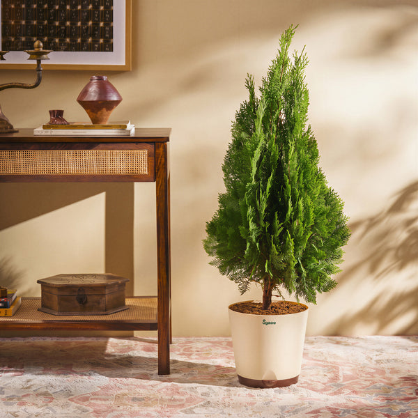 Thuja Plant - XL
