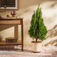Thuja Plant - XL