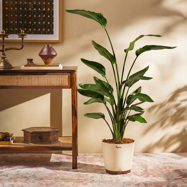Bird of Paradise Plant - XL