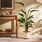 Bird of Paradise Plant - XL