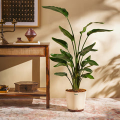 Bird of Paradise Plant - XL