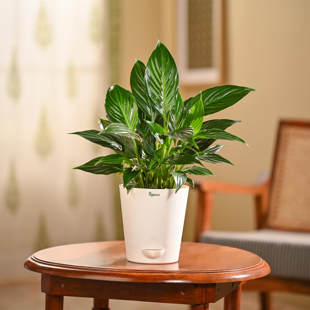 Peace Lily Plant