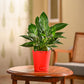 Peace Lily Plant