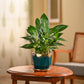 Peace Lily Plant