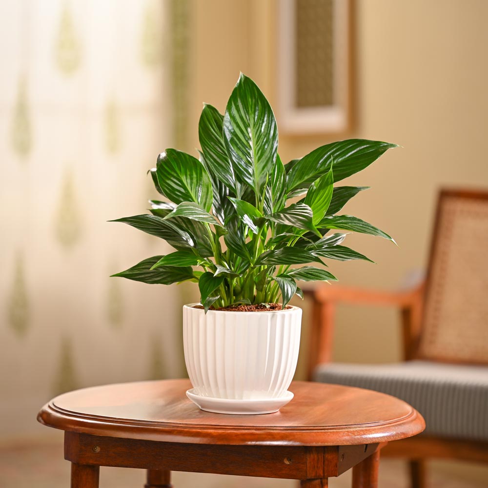 Peace Lily Plant