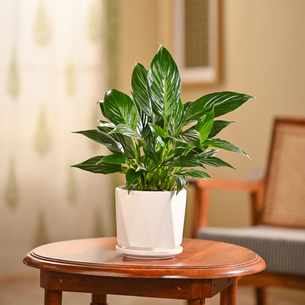 Peace Lily Plant