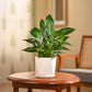 Peace Lily Plant