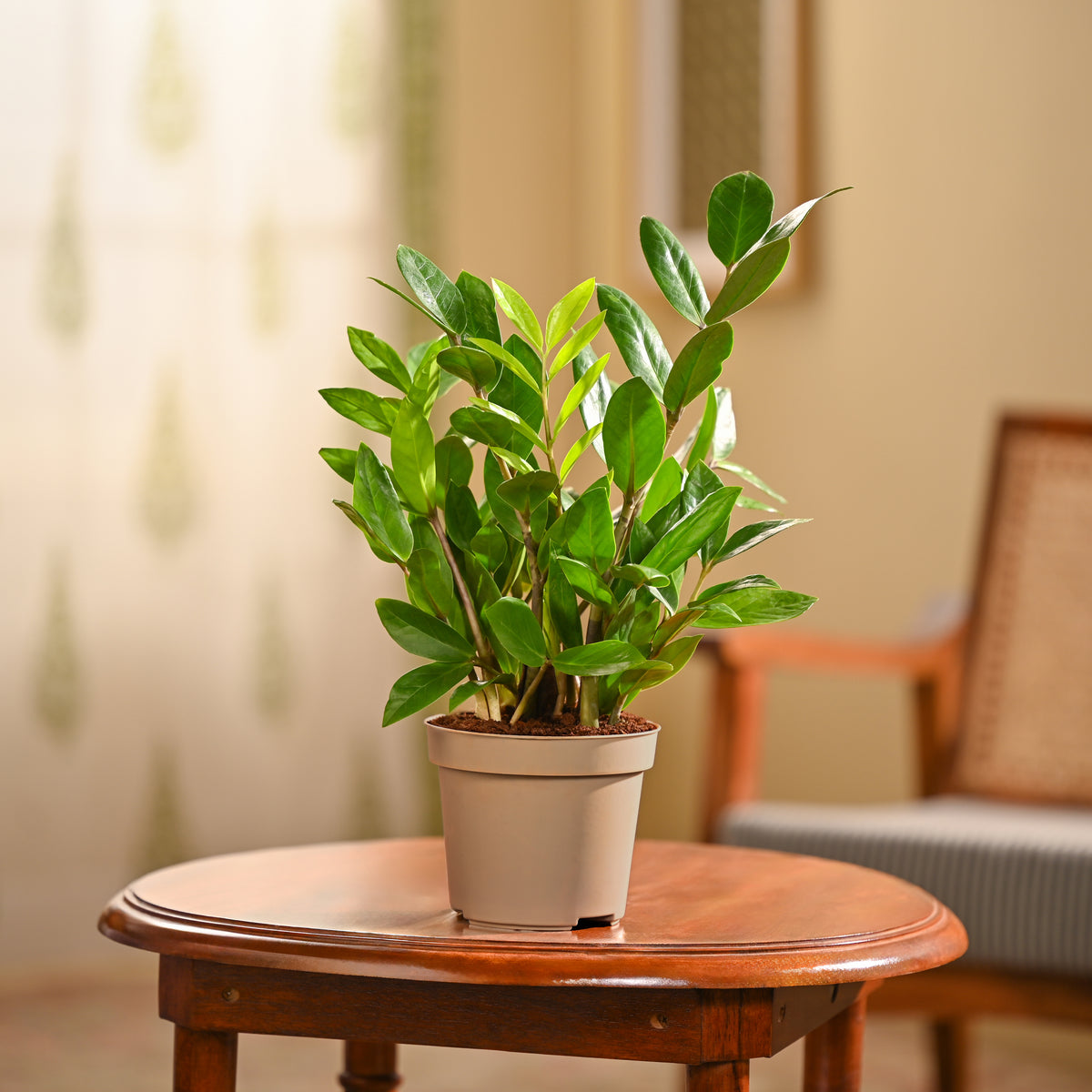 ZZ Plant