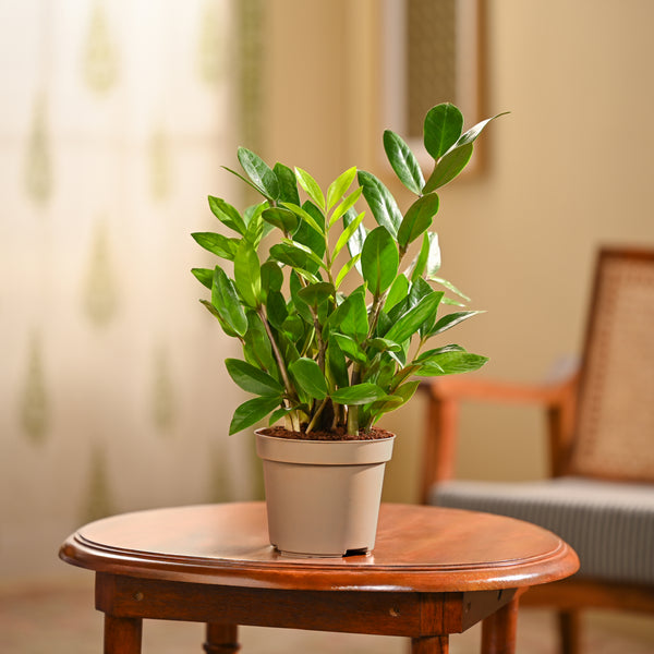 ZZ Plant