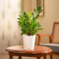 ZZ Plant