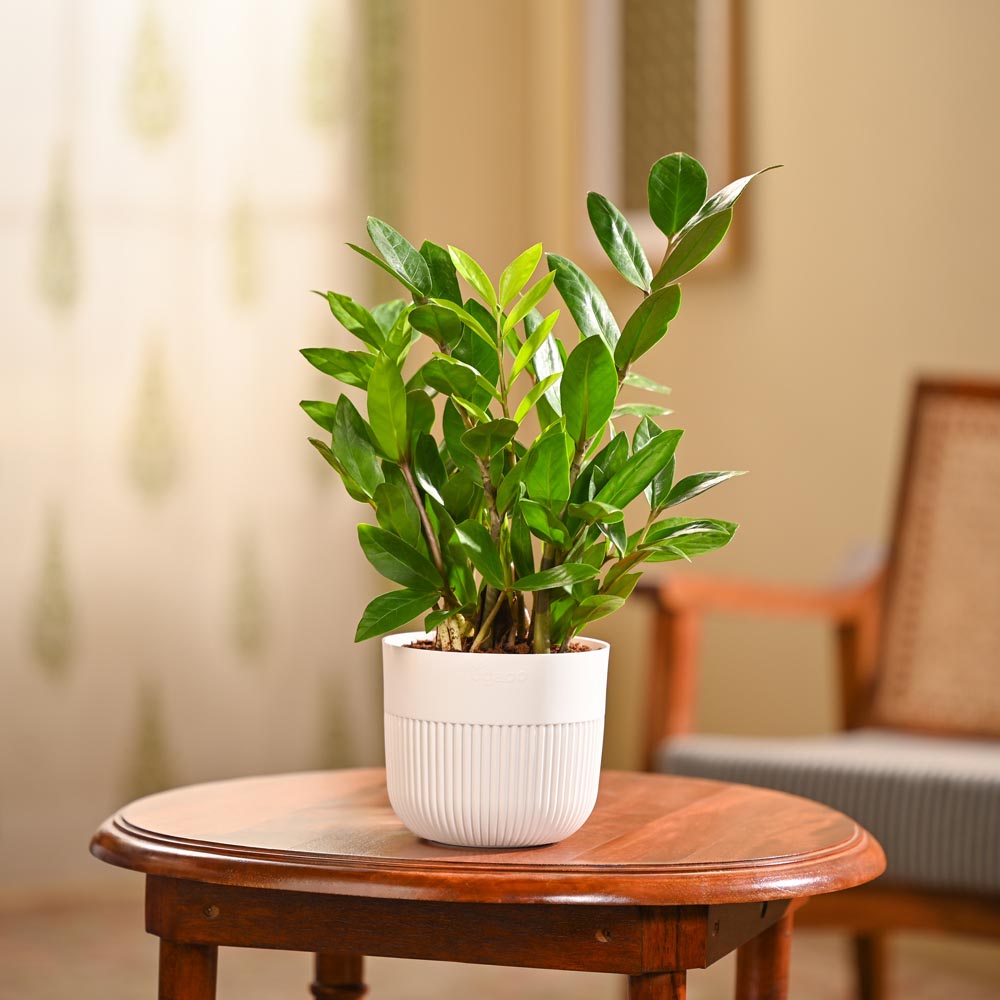 ZZ Plant