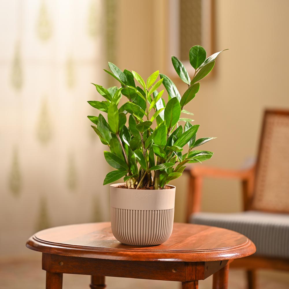ZZ Plant