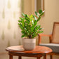 ZZ Plant