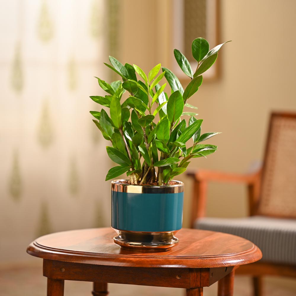 ZZ Plant