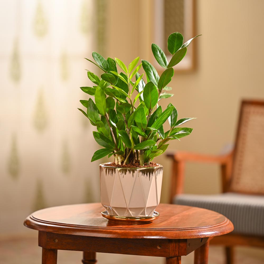 ZZ Plant