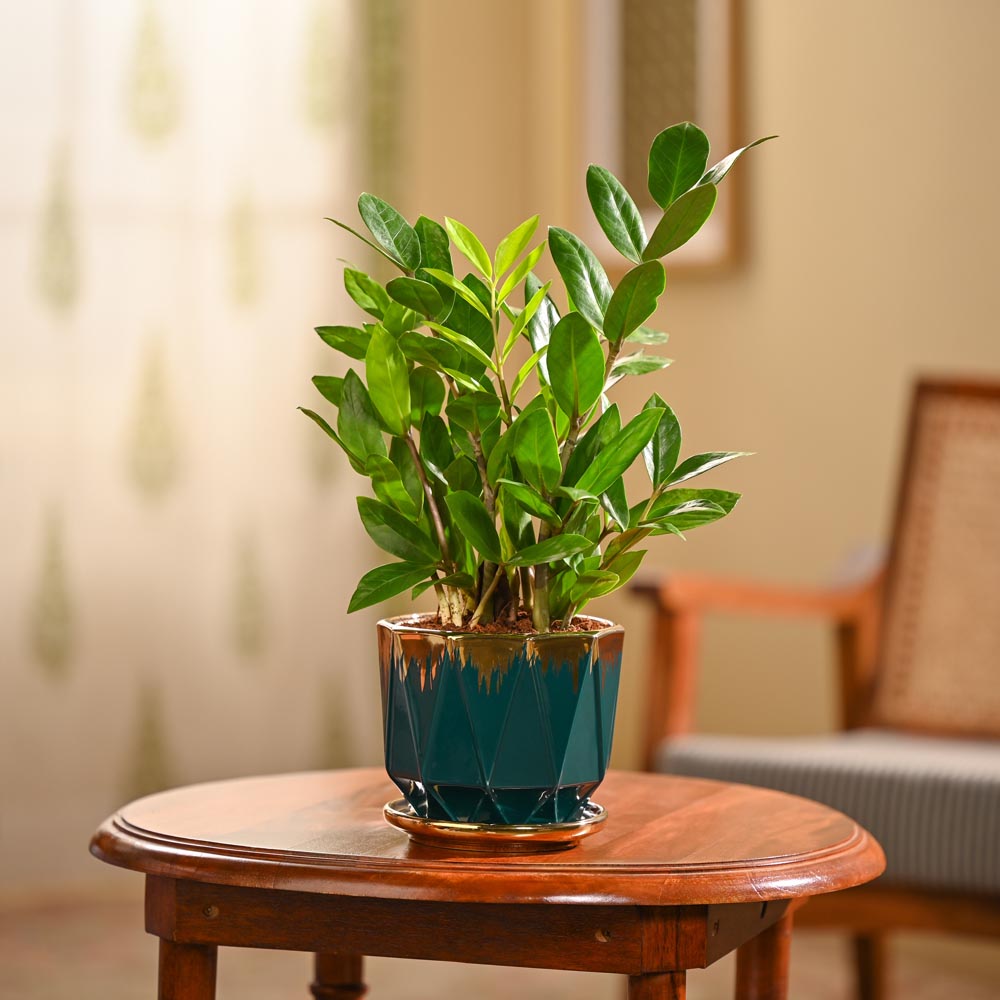 ZZ Plant