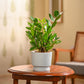 ZZ Plant